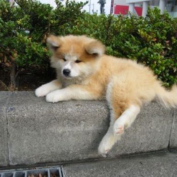 もう1頭飼ってます^ ^
ぬいぐるみのようにめちゃくちゃかわいいです。
