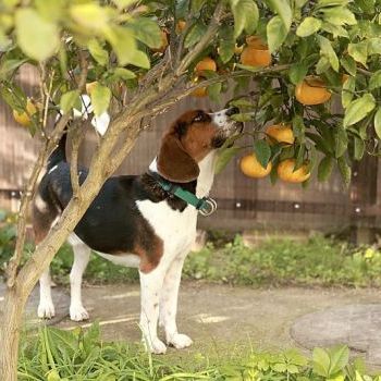 そして食いしん坊！
クンクン！