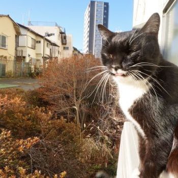 お正月のころの野良猫さん