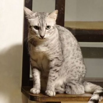 斑点模様の猫さんです