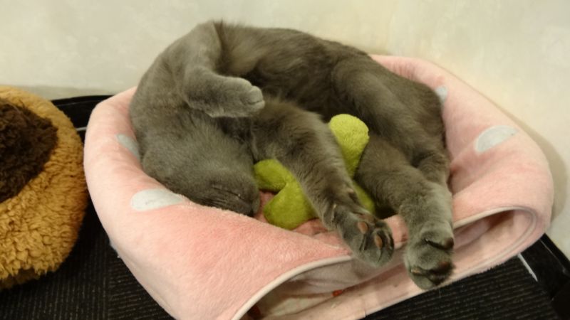 まだ眠いよ〜