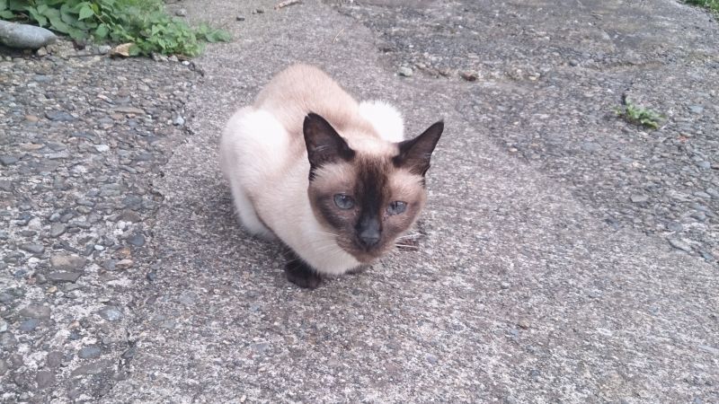 さんきち君です！なかなかの美猫