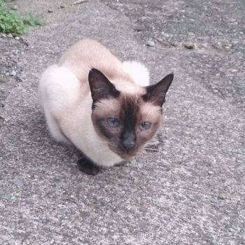さんきち君です！なかなかの美猫