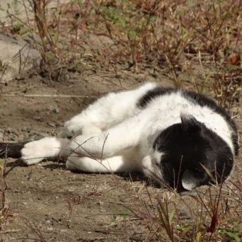 団地野良猫パート２。地面でゴロゴロしてて可愛かった。ここの団地の猫達は、多分えさをもらっているのか、毛並みとかがいい。