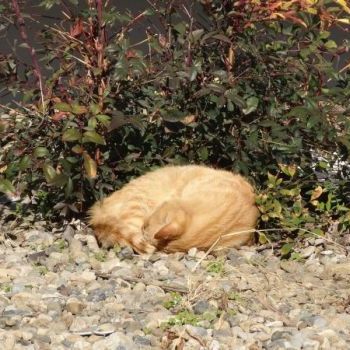 団地の草陰で野良猫が丸くなっていたので、撮ってみた。
